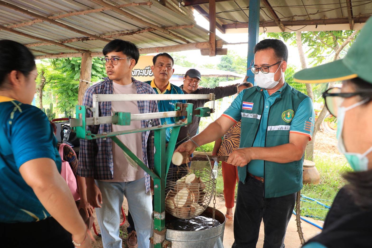 ยโสธรส่งเสริมการผลิตมันสำปะหลังอินทรีย์