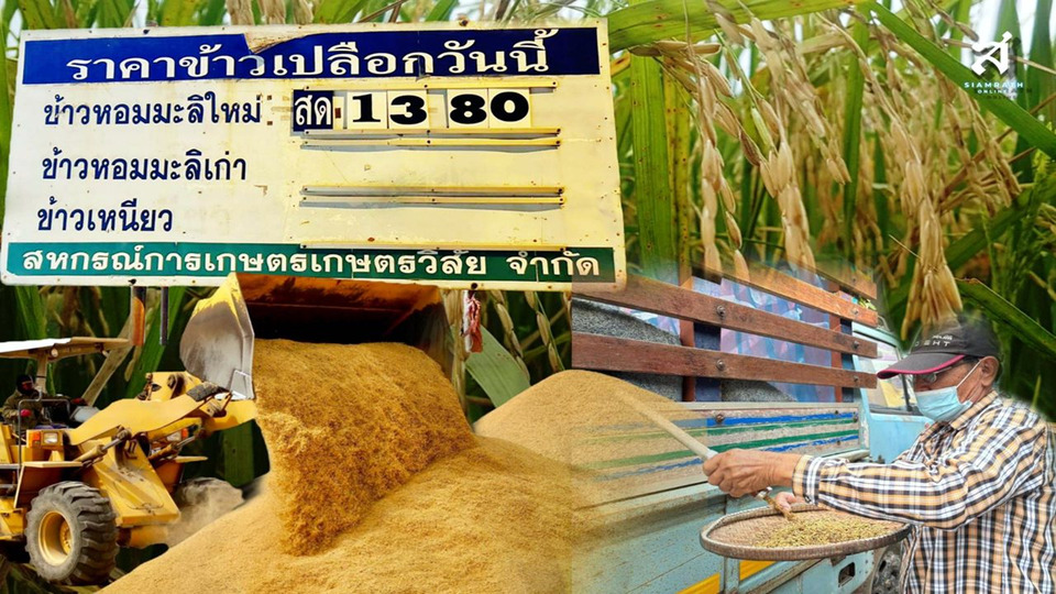 วิกฤตราคาข้าวเปลือกนาปี: บริหารจัดการอุปทานด้วยกลไกสหกรณ์ สร้างเสถียรภาพตลาด
