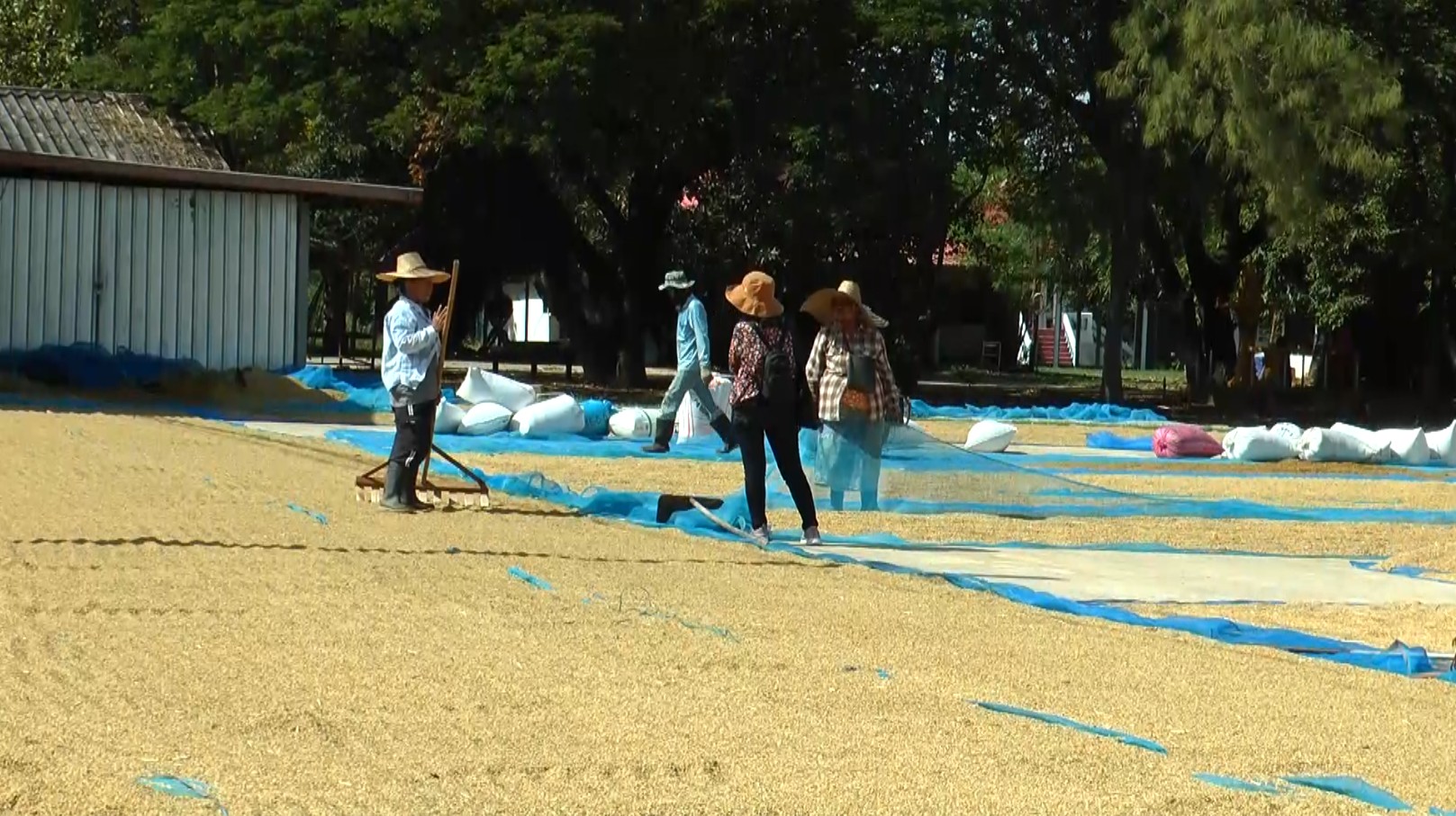 ชาวนาวอนรัฐ​เร่งจ่ายเงินชดเชยน้ำท่วมหวังนำไปใช้หนี้ ธกส.-ทุนทำนาปรัง