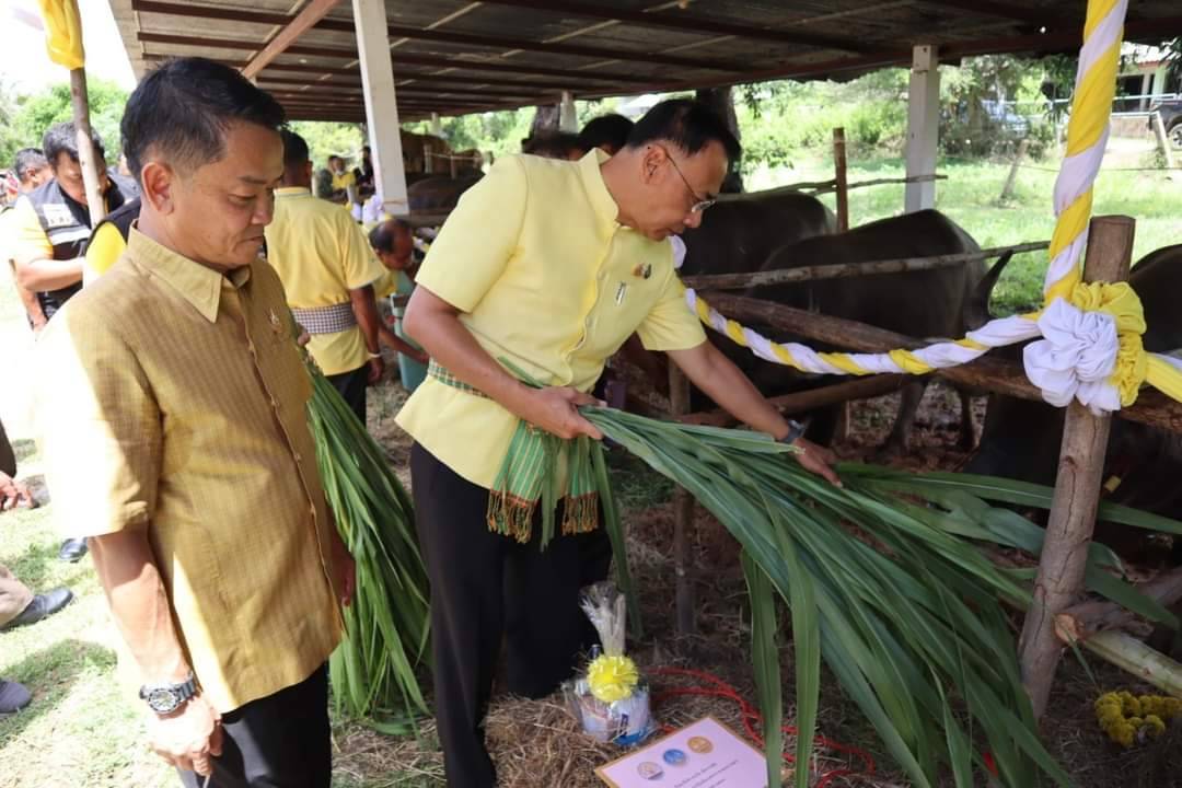 นายกอบจ.ยโสธร ร่วมมอบกรรมสิทธิ์และไถ่ชีวิตโค-กระบือ เฉลิมพระเกียรติ