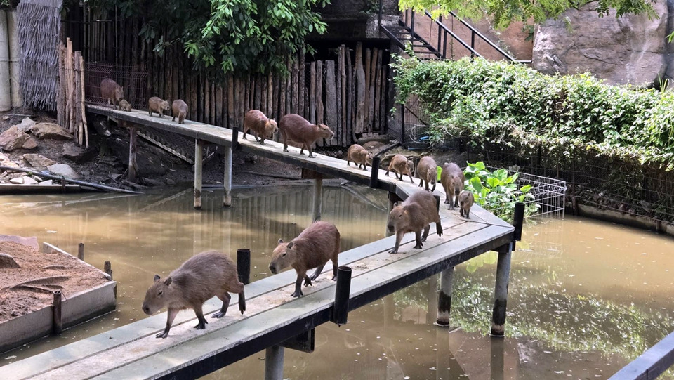 สวนสัตว์ขอนแก่นเปิดเด็กเข้าฟรี 3 มิ.ย. ชวนชมลูกฮิปโปแคระ–ตัวกินมดยักษ์เกิดใหม่