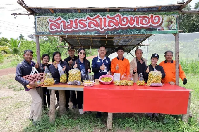 “อนันต์ แซกรัมย์” ทำสวนพุทราสามรส 3 ไร่ สร้างรายได้กว่า 6.5 แสนบาทต่อปี