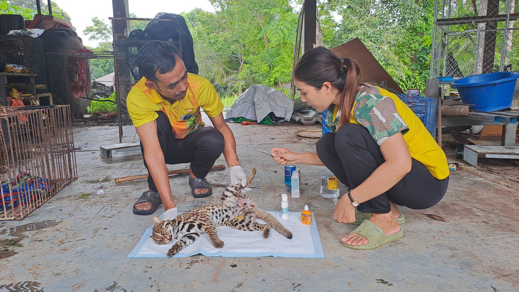  แมวดาวหลังถูกรถชนบนเส้นทางเมืองพังงา-ตะกั่วป่าอาการทรุดหนักหากรอดก็จะพิการ