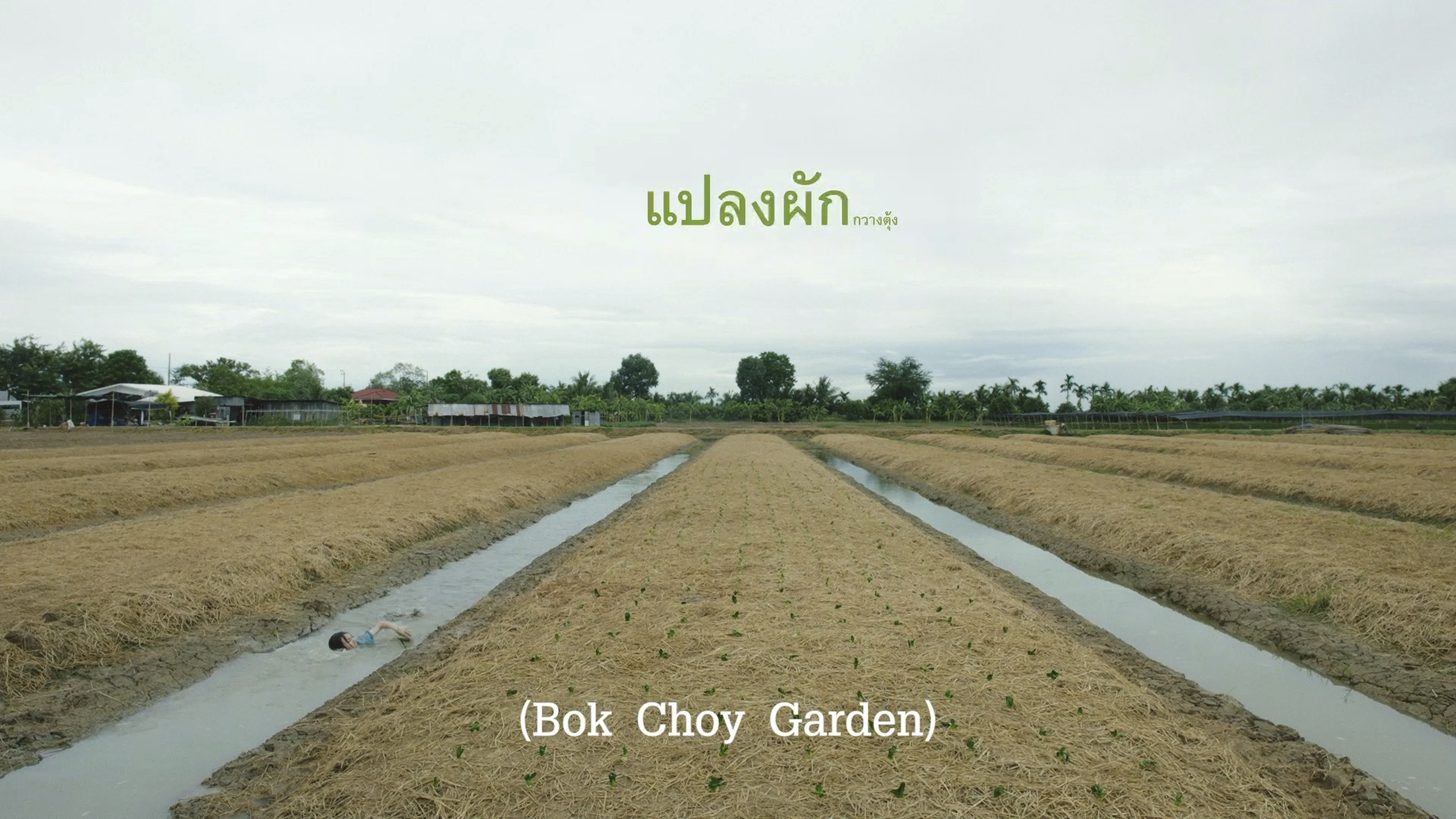 ปลุกกระแสกินผักตามฤดูกาล ลดปนเปื้อนสารเคมี หลังผลงานโฆษณา Bok Choy กวางตุ้ง คว้ารางวัลจ Silver จากเมืองคานส์ 