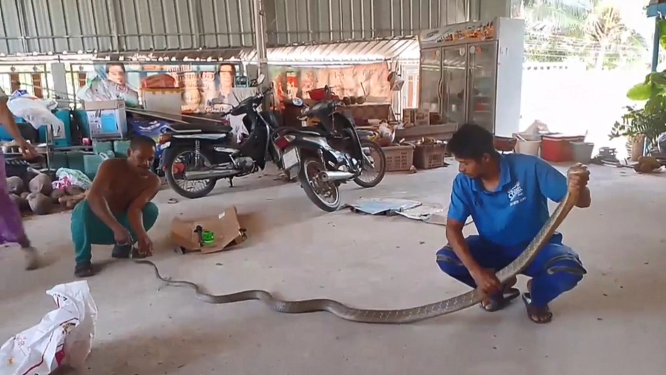 ระทึก! จงอางยักษ์ 3.50 เมตรเลื้อยเข้าครัว ชาวบ้านเชื่อมาให้โชค แห่ส่องเลขเด็ดก่อนหวยออก
