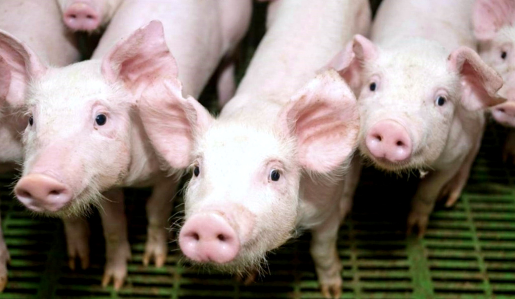 เกษตรกรเลี้ยงหมู จี้รัฐเร่งกวาดล้าง "ขบวนการลักลอบนำเข้าหมู" หวั่นพาโรคเข้าไทย 