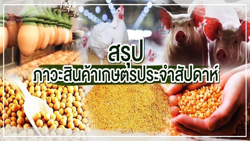 ราคาสินค้าเกษตรประจำสัปดาห์ 27-31 ต.ค.68 ข้าวโพด-ถั่วเหลือง-ข้าวทรงตัว สุกรพุ่ง