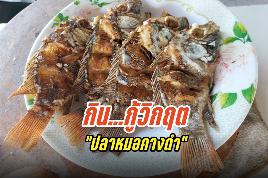 กิน...กู้วิกฤต "ปลาหมอคางดำ" ผุดไอเดียเมนูอร่อย มีประโยชน์ สร้างโอกาสทำรายได้ให้ชุมชน 