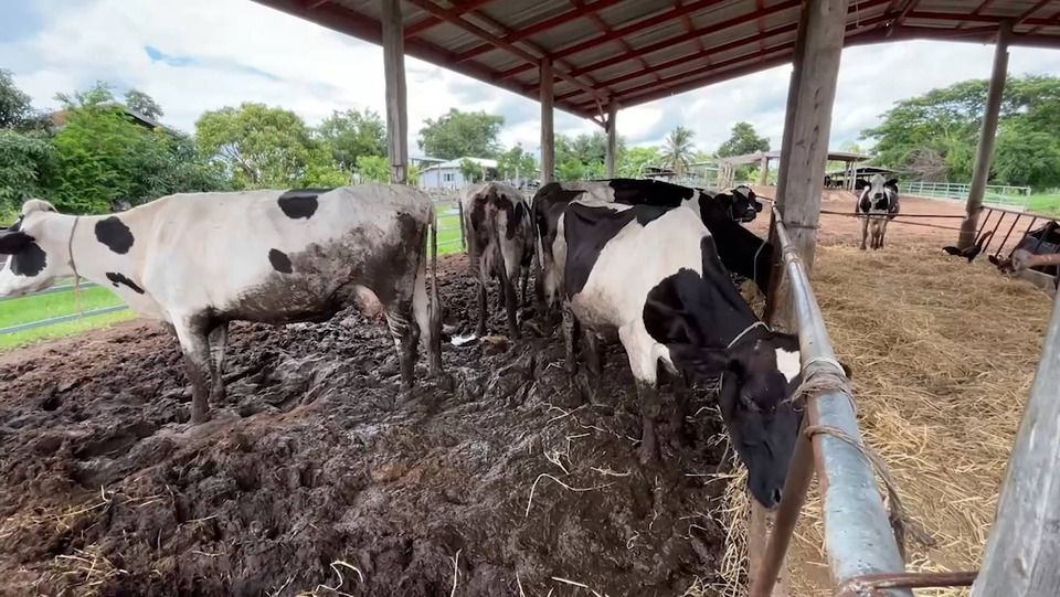เดือดร้อนทั่วหน้า! ชาวโคนมขอนแก่น-อุดรฯ ถูกค้างค่าน้ำนม 5 เดือน นัดบุกทำเนียบฯ ทวงเงิน 