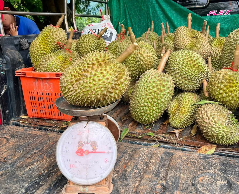 ทุเรียนดอยแม่ฮ่องสอนมาแล้ว! “ครอบครัวขรรค์สู้ศึก” ปลูก 5 ปี เปิดสวนปีแรก ชูรสหวานหอมไม่แพ้จันทบุรี
