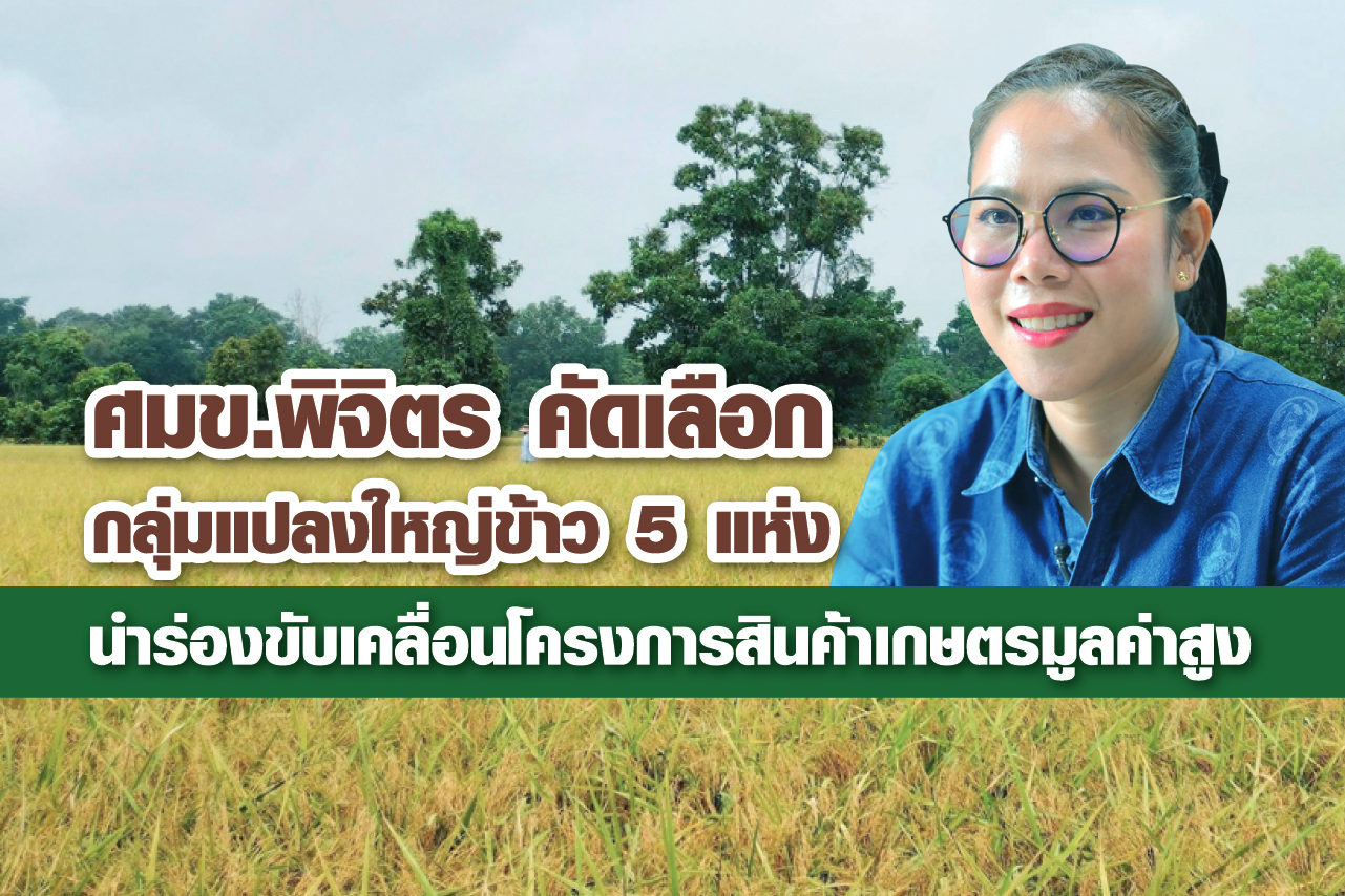 ศมข.พิจิตร คัดเลือกกลุ่มแปลงใหญ่ข้าว 5 แห่ง นำร่องขับเคลื่อนโครงการสินค้าเกษตรมูลค่าสูง มุ่งยกระดับสินค้าเกษตรมูลค่าสูงเพื่อส่งออก  