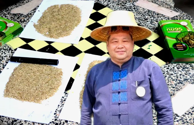 กรมการข้าว การันตีพันธุ์ข้าว "กข85-กข95" ของดี มีคุณภาพ
