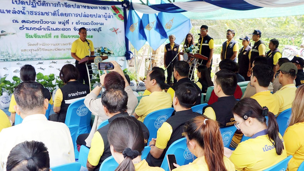 ราชบุรีเปิดปฏิบัติการปล่อยปลาผู้ล่า "ปลาหมอคางดำ" ลดแพร่ระบาด