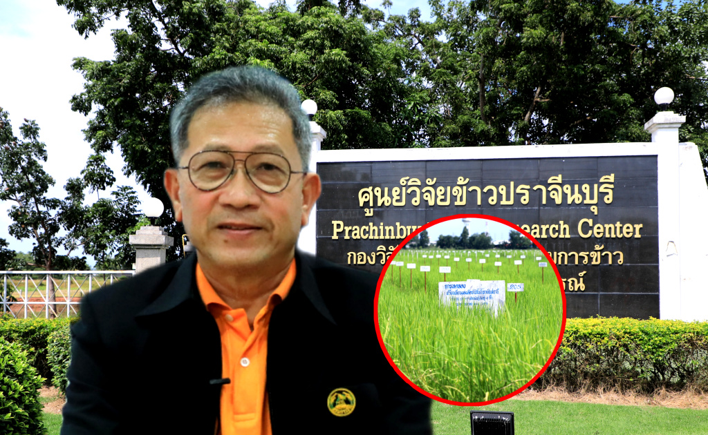 ศูนย์วิจัยข้าวปราจีนบุรี พัฒนาพันธุ์ข้าว ให้เหมาะสมนิเวศนาน้ำลึกอย่างมีประสิทธิภาพ