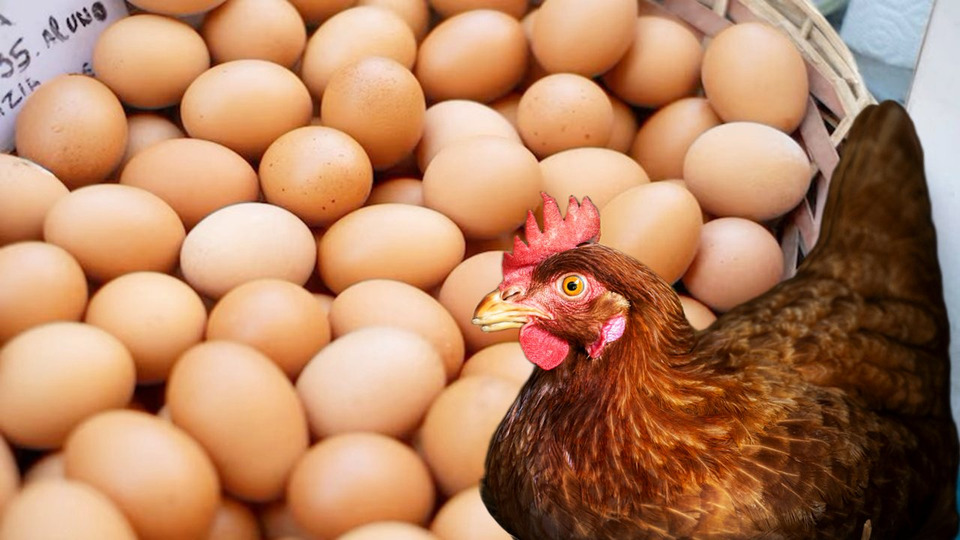 ผู้เลี้ยงไก่ไข่ วอนรัฐด่วน! ราคาหน้าฟาร์มแตะต้นทุน เสี่ยงขาดทุนสะสม