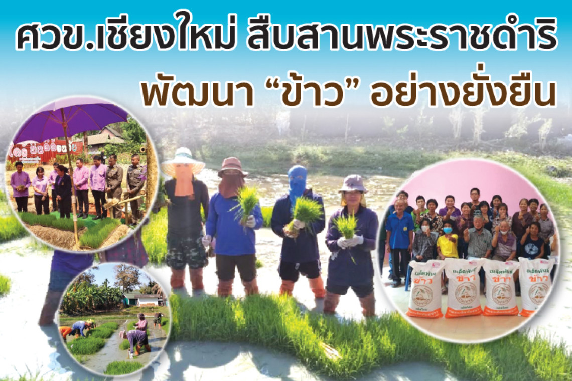 ศวข.เชียงใหม่ สืบสานพระราชดำริพัฒนา “ข้าว” อย่างยั่งยืน