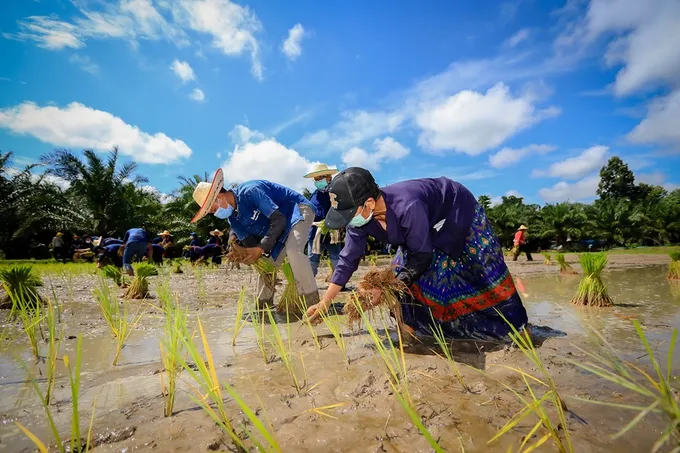 ยโสธร จัดกิจกรรมดำนาอินทรีย์ สร้างความสามัคคี เกษตรอินทรีย์ วิถียโสธร