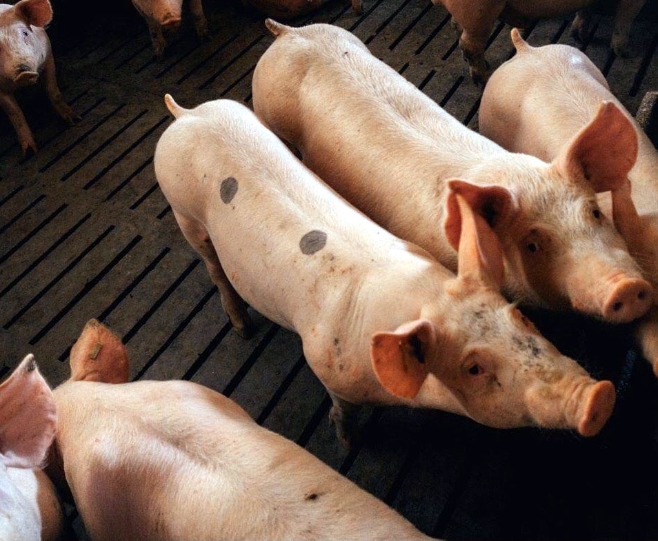 เกษตรกรเลี้ยงหมูผ่าทางตัน เลี้ยงหมูเล็กส่งร้านหมูย่าง ต่อชีวิต   