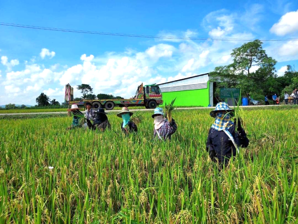 เกษตรกรแปลงใหญ่ข้าวบ้านกระบวยทองใต้ ผลิตข้าวคุณภาพ แปรรูปต่อยอดสร้างรายได้ยั่งยืน