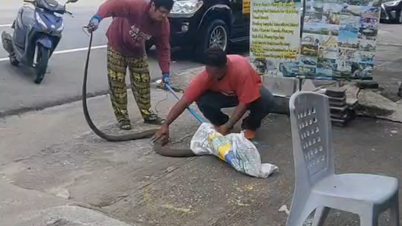ผวา! พบจงอางยาวเกือบ 4 เมตร กลางย่านการค้าหาดเขาหลัก กู้ภัยจับส่งอุทยานฯปล่อยคืนสู่ป่า