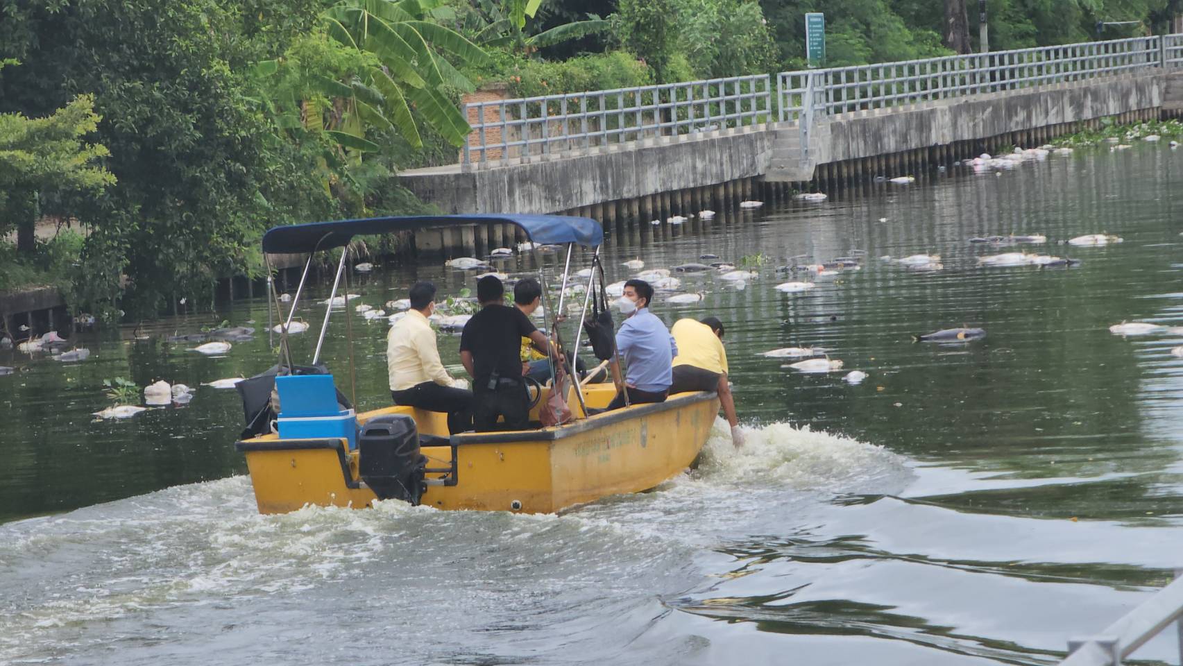 ปลาตายเกลื่อนคลองภาษีเจริญคาดน็อคน้ำฝนปนน้ำเสีย