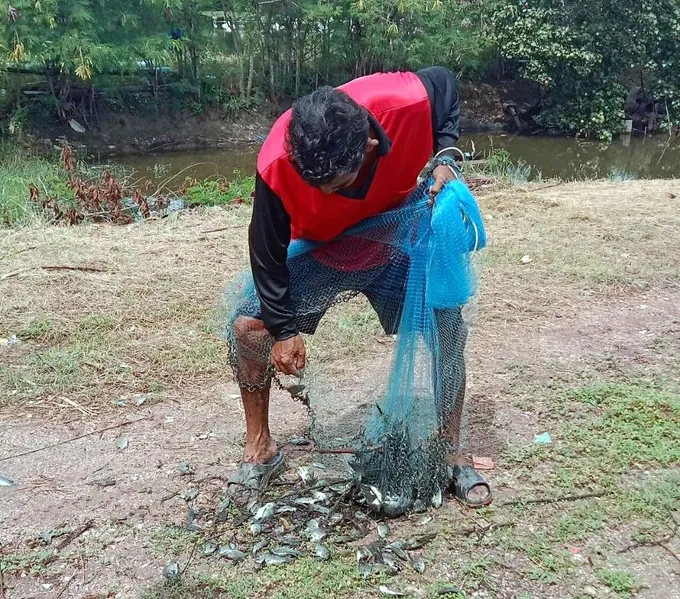  เกษตรกรเลี้ยงปูทะเลสงขลาลดเสี่ยง ประมงสงขลาหนุนกำจัดปลาหมอคางดำในบ่อด้วย “กากชา”