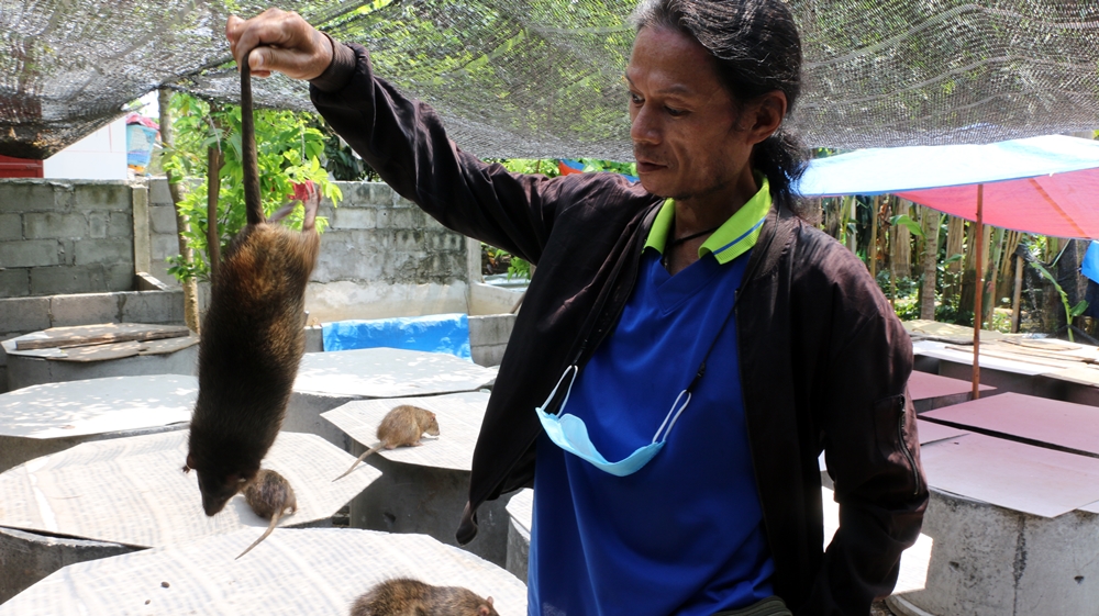 หนุ่มหนองคายหนีภัยโควิค กลับบ้านเกิดเลี้ยงหนูนาทำเมนู "หนูอบโอ่ง" สร้างรายได้เสริม