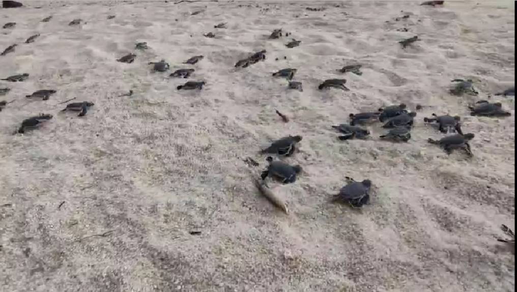  นาทีเห็นโลก! ลูกเต่าตนุรังแรก 88 ตัว โผล่ผืนทรายออกคืนสู่ทะเลกว้าง ที่หาดอาดัง-แหลมสน 
