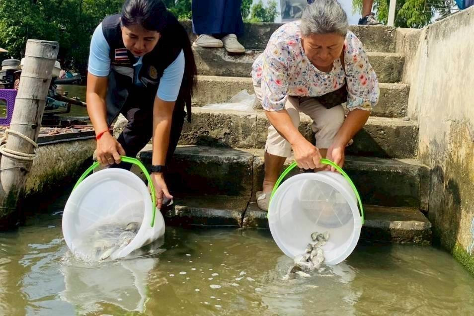 กรมประมงเดินหน้าปล่อย “ปลานักล่า” กำจัดปลาหมอคางดำทั่วกรุง ฟื้นสมดุลธรรมชาติ