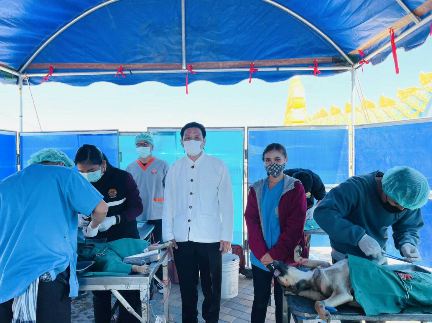 ปศุสัตว์ยโสธร ร่วม ทม.ยโสธร จับหมาแมวจรจัดทำหมันฉีดวัคซีนป้องกันโรคพิษสุนัขบ้า