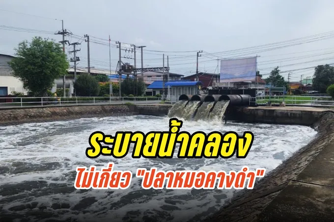 กรมชลฯ ยันระบายน้ำในคลอง ไม่เกี่ยวปล่อย "ปลาหมอคางดำ"
