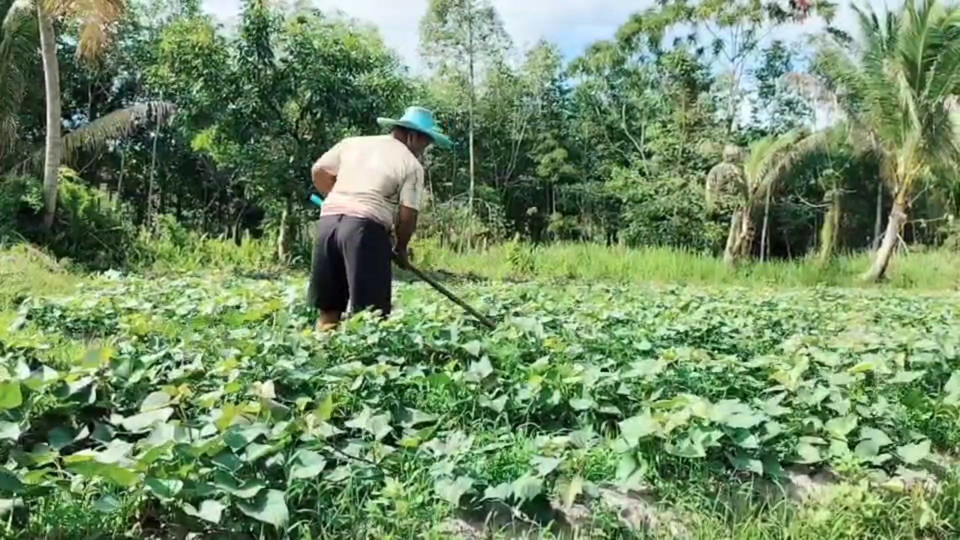 เกษตรกรเมืองสงขลาปลูกพืชไร่มันเทศกับข้าวโพดหวานสร้างรายได้เสริมให้ครอบครัว