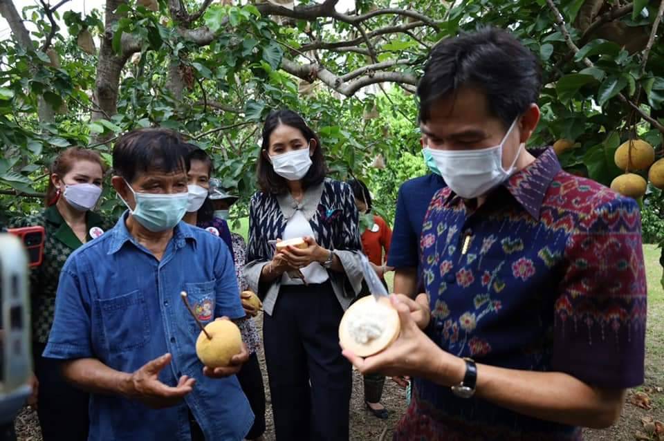 ผู้ว่าฯ ลพบุรี พาชมสวนก่อนจัดงานกระท้อนหวานวันที่ 22 มิ.ย.- 3 ก.ค.นี้