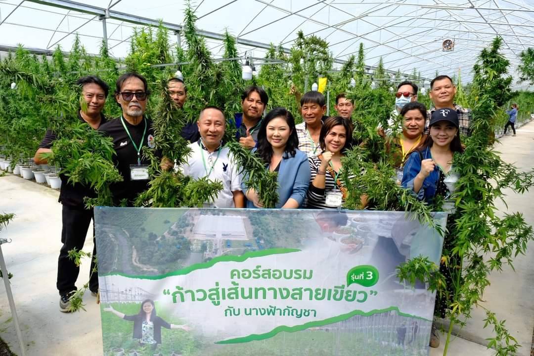 จุดเช็คอินแห่งใหม่  Cannabiz Way Valley  วิหารแดง สระบุรี 1 DAY TRIP เทศกาลดอกกัญชงกัญชาบาน