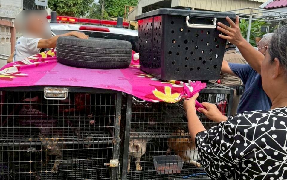 มูลนิธิวอชด็อก ไทยแลนด์ ร่วม สน.เตาปูน บุกช่วย แมวเกือบ 50 ชีวิต
