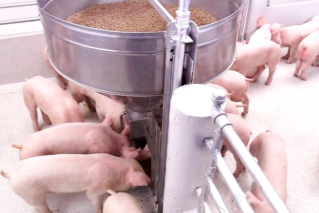 เกษตรกรพ้อ! ต้นทุนเลี้ยงหมูสูงเป็นประวัติการณ์  ชี้ร้อน-เลี้ยงนานขึ้น ทำผลผลิตออกตลาดน้อย