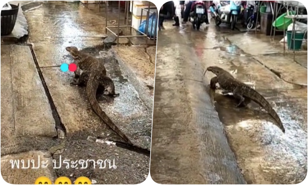 โนสนโนแคร์! หนุ่มโพสต์คลิปตัวเงินตัวทอง เดินดุ่มๆแลบลิ้นแผล็บๆออกพบปะ ปชช.ตลาดสดพระประแดง