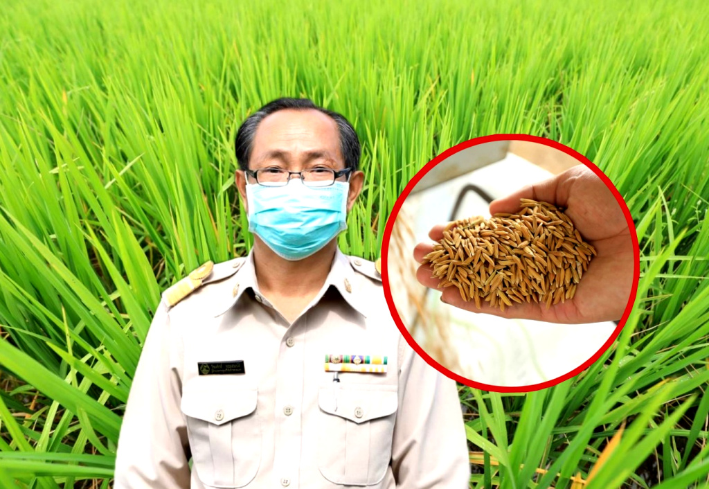 ศูนย์วิจัยข้าวสกลนคร กับภารกิจส่งเสริมการเกษตรแบบแปลงใหญ่