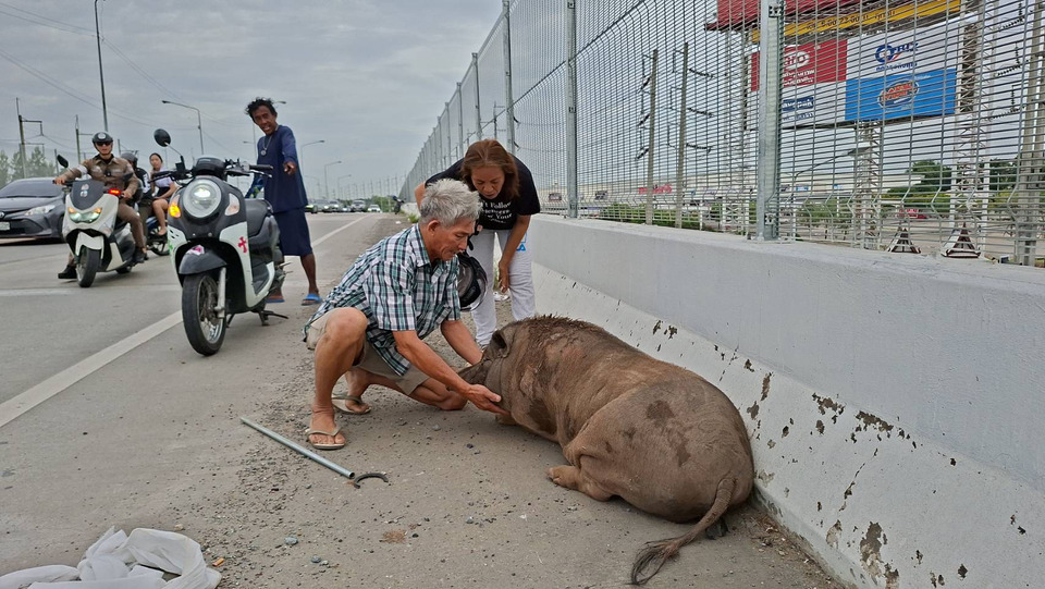 ปทุมธานีวุ่น! “เจ้าเล็ก” หมูป่า 100 โลหนีเที่ยว เดินป่วนบนสะพาน เจ้าของตามง้อนานชั่วโมง
