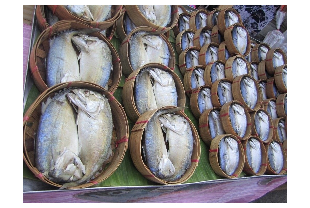 “ปลาทูแม่กลอง” สินค้ายอดนิยมแห่งเมืองสามน้ำ ขึ้นทะเบียน GI ลำดับที่ 4 ของดีสมุทรสงคราม เอกลักษณ์โดดเด่น “หน้างอ คอหัก เนื้อแน่น หอม มัน"