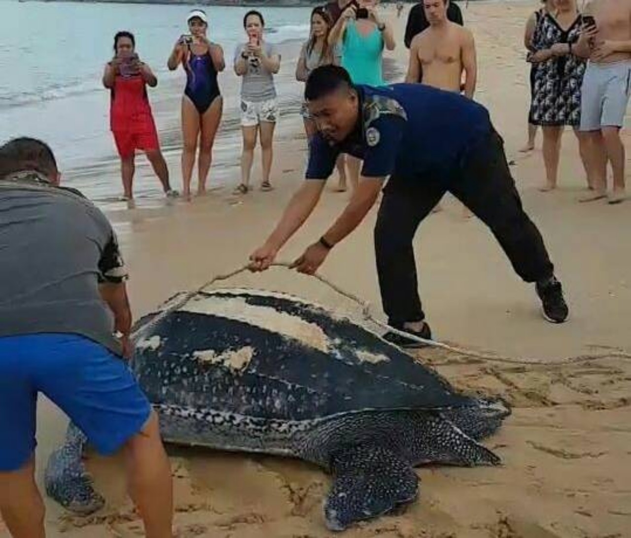 สุดทึ่ง!“นทท.เเห่ชมเต่ามะเฟืองขึ้นวางไข่ หาดในทอน พบเป็นไข่ดีเกือบร้อยฟอง”