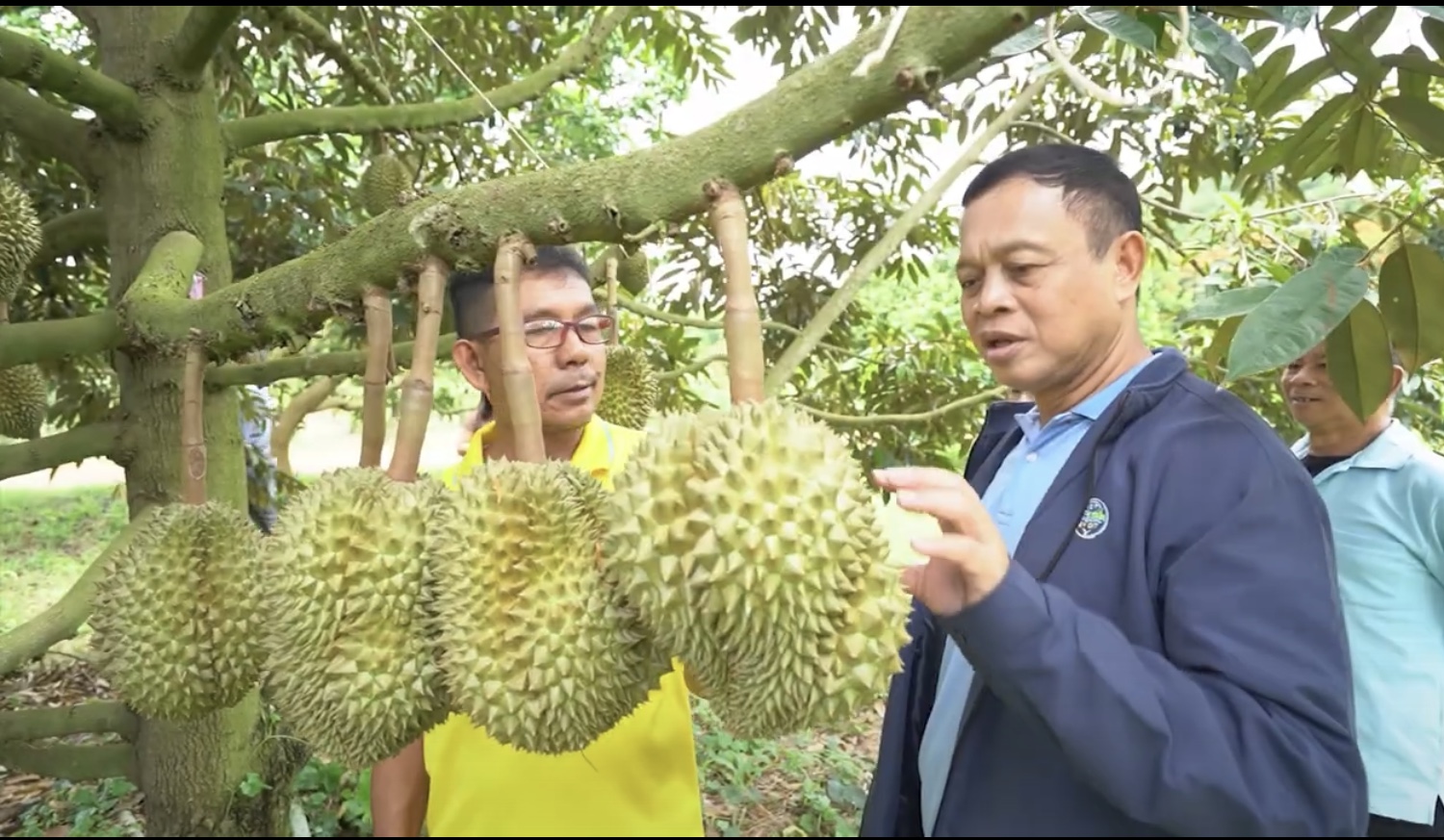 พาณิชย์ หนุนเปิดตลาดทุเรียน GI ปากช่องเขาใหญ่