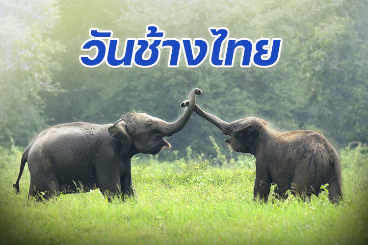 วันช้างไทย