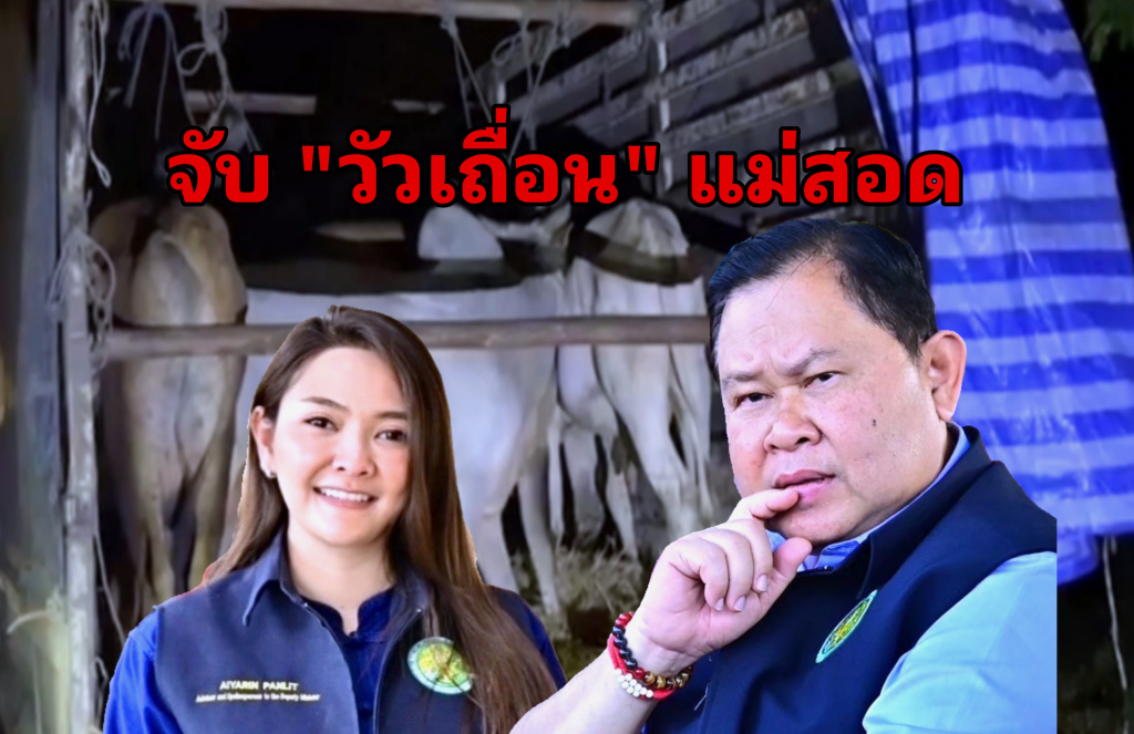 จับอีก!! "วัวเถื่อนแม่สอด" ล็อตใหญ่