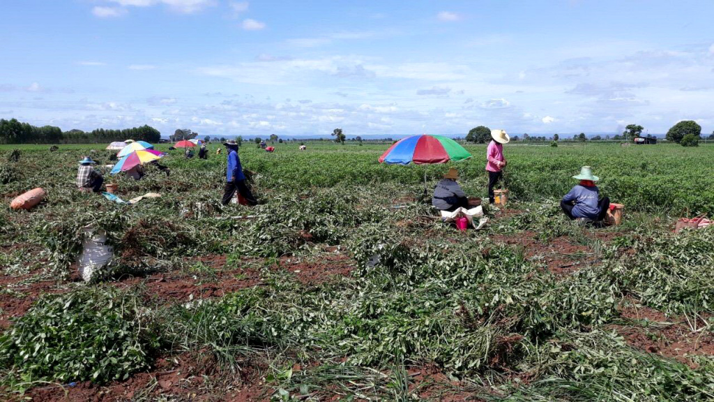 หนุนเกษตรกรปลูก “ถั่วลิสงพันธุ์พระราชทาน” สินค้า Future Crop เมืองโคราช สร้างรายได้งาม