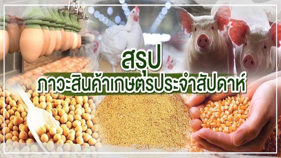 สรุปภาวะสินค้าเกษตรสัปดาห์ 20–24 ต.ค.68 ข้าวโพด–ถั่วเหลือง–ข้าวทรงตัว สุกรขยับขึ้น 2 บาท/กก.