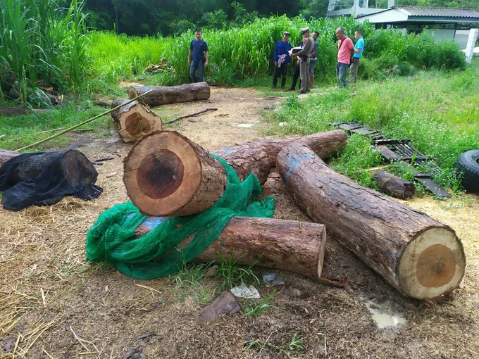 ตร.ยโสธร ตรวจยึดไม้พะยูงท่อนซุกในสวนข้างบ้านผู้ใหญ่บ้าน