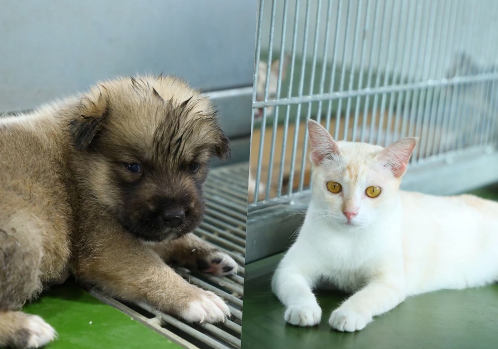 ทาสหมาแมวต้องรู้! กทม. เคลียร์ชัดข้อบัญญัติเลี้ยงสัตว์ฉบับใหม่ เริ่มใช้ 10 ม.ค.69