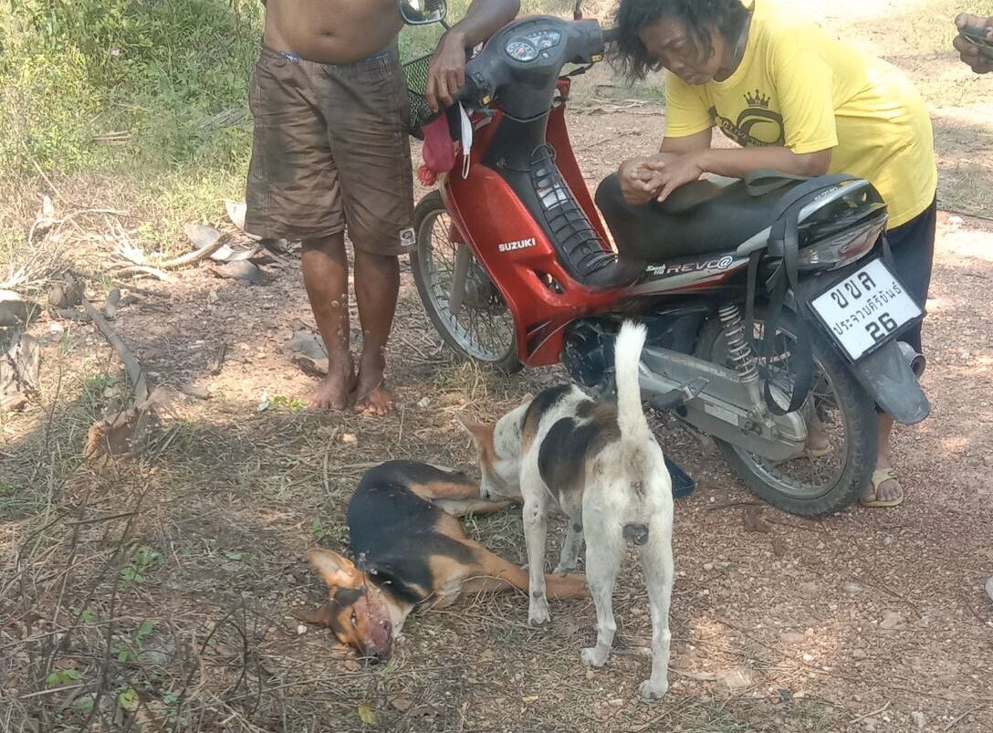 ไต๋เรือบ้านกรูดอุ้มซากสุนัขแจ้งความโรงพักหลังครูบำนาญสารภาพใช้ปืนยาว .22 ติดกล้องเล็งส่องดับ