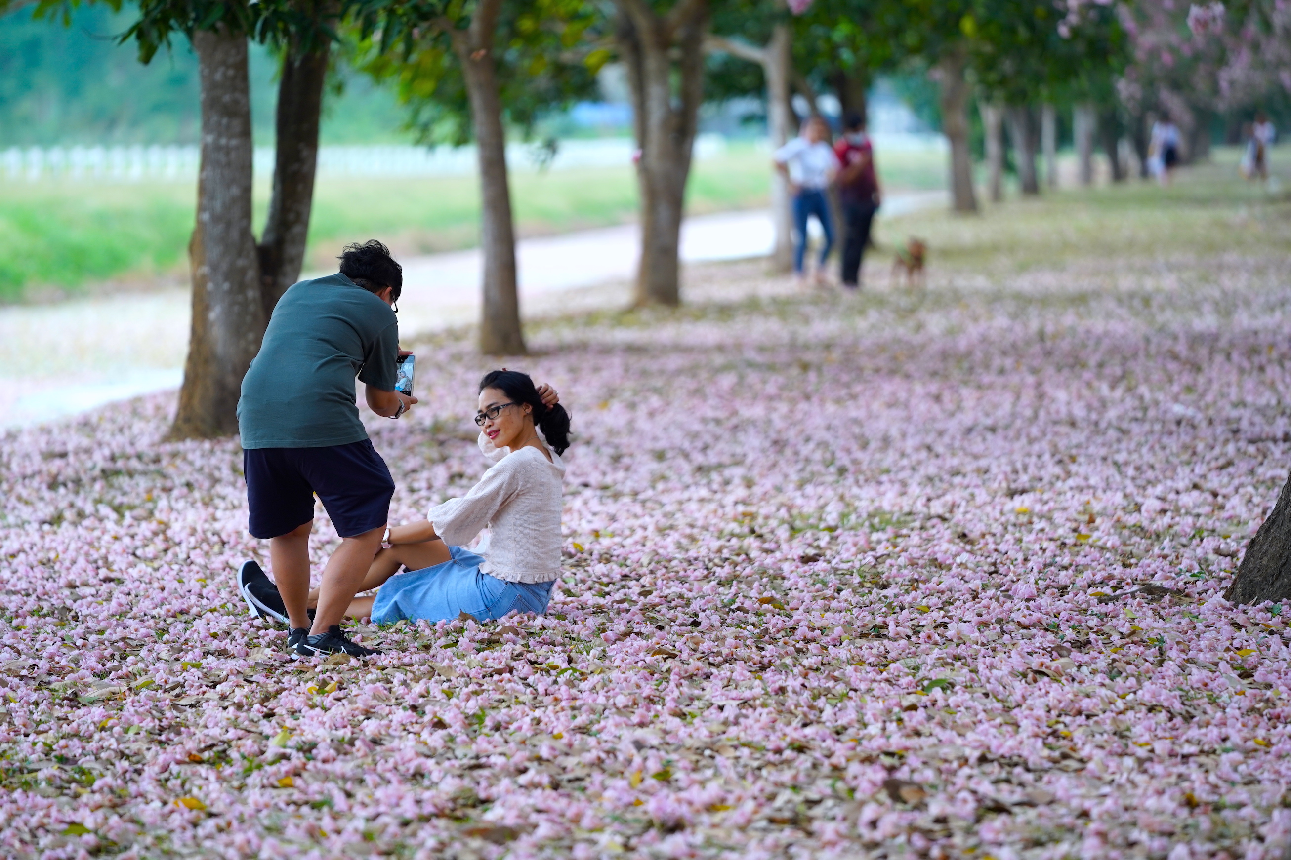 สุดประทับใจ! แห่ชมความงดงามชมพูพันธุ์ทิพย์ ม.เกษตรศาสตร์กำแพงแสน 